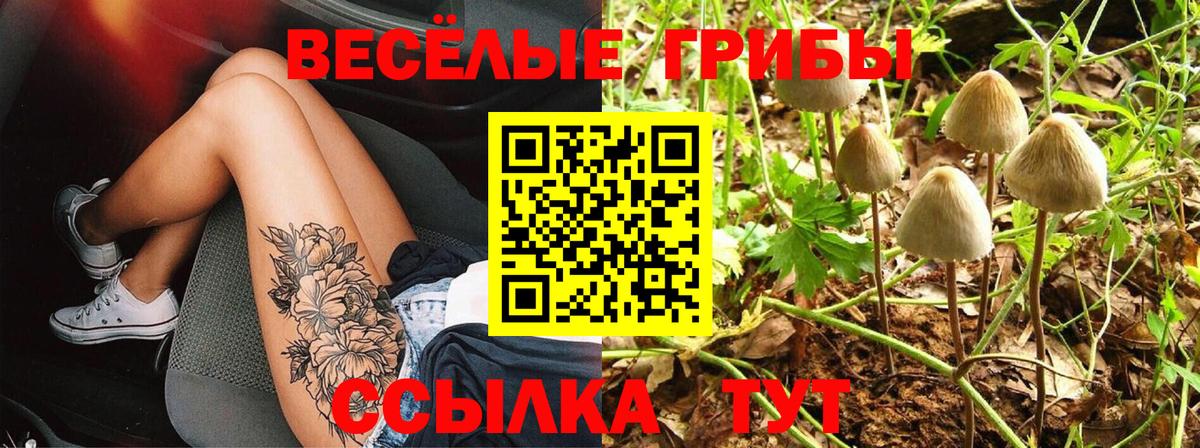 Галлюциногенные грибы Psilocybe Долгопрудный